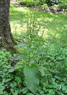 a plant growing out of the ground next to a tree