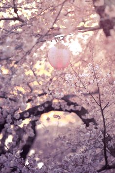 Spring Japan, Sakura Trees, Pink Lanterns, Cherry Blossom Japan, Mad Season, Japan Sakura, Sakura Tree, Sakura Cherry Blossom, Aesthetic Japan