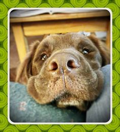 a brown dog laying on top of a green couch next to a wooden table and chair