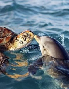 a couple of sea turtles swimming next to each other in the blue water with their heads close together