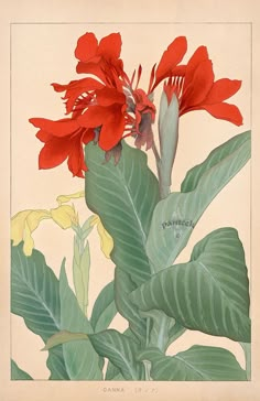 an illustration of red flowers and green leaves