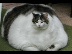 a black and white cat laying on top of a green floor next to a sign that says, how i feel after thanksgiving can anyone relax?