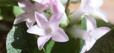 pink flowers are blooming on the green leaves