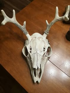 an animal skull with antlers on a wooden table