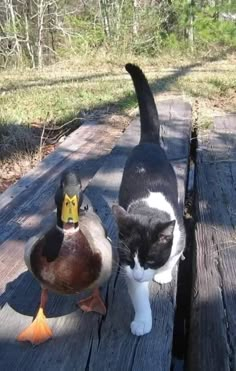 a cat standing next to a duck on top of a wooden platform