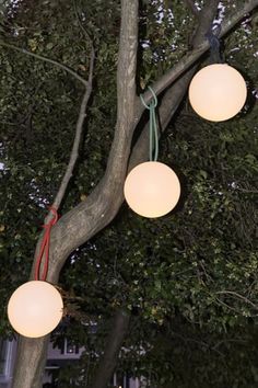 three lights hanging from a tree in the evening