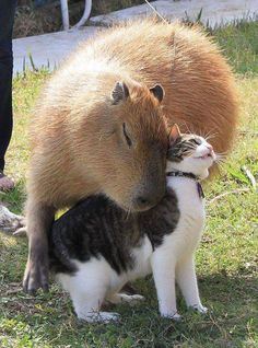 a capybara is cuddling with a cat in the grass