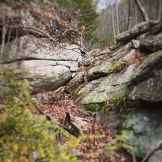 there is a bear that is standing on the rocks in the woods and looking at something