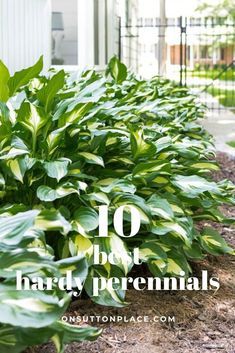 a row of green plants with the words 10 best hard - to - grow perennials