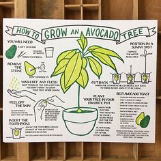 a poster with instructions on how to grow an avocado tree