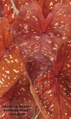 red leaves with white speckles are shown in this image, and the text reads heart to heart burning heart caladium