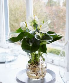 a glass vase filled with white flowers sitting on top of a table next to a window