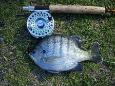 a fish is laying on the ground next to a fishing rod