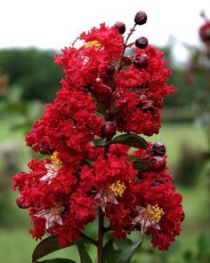 red flowers with green leaves in the foreground and grass in the backgroud