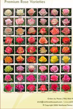 roses are arranged in different colors and sizes, with the words premium rose varieties below them