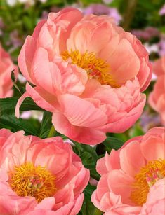 pink flowers are blooming in the garden