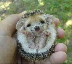 91 Cute Baby Hedgehogs Ideas Baby Hedgehog Cute Babies Cute