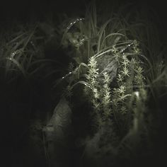 a black and white photo of grass with drops of water on it's leaves