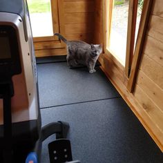 a cat standing on the floor in front of a door