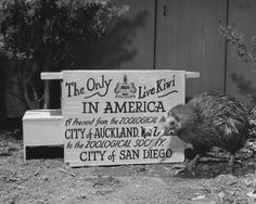 an ostrich standing next to a sign in front of a building