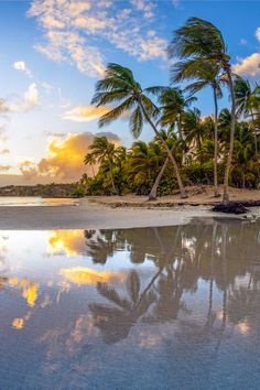 palm trees are reflected in the wet sand on a tropical beach at sunset or sunrise