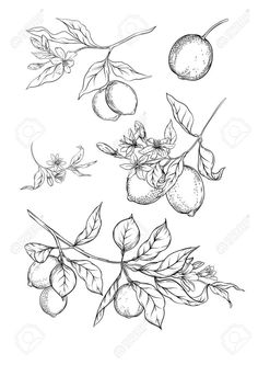 the branch with fruit and leaves is drawn in black ink on a white background stock photo