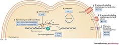 a diagram of the structure of an animal's body and how it functions in its life cycle