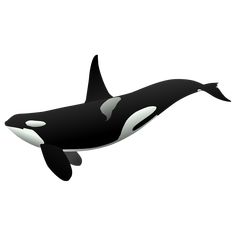 an orca whale is floating in the air