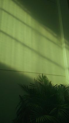 the sun is shining through some blinds in a room with palm trees and a potted plant