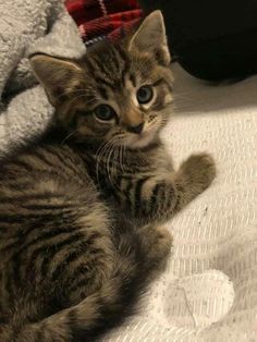 a small kitten laying on top of a bed