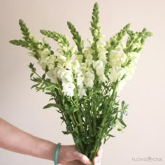 white snapdragon flower White Snapdragon, Orchid Ideas, Flower Moxie, Snapdragon Flowers, Bride Diy, Fresh Wedding Flowers, Wedding Flower Packages, Diy Bride, Large Scale Floral