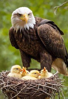 an eagle sitting on top of a nest with its chicks