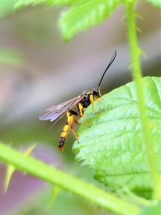 a yellow and black insect sitting on top of a green leaf