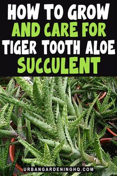 how to grow and care for tiger tooth aloe succulent in the garden