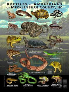 the reptiles and amphians of merkleburg county, nc poster