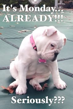 a white dog sitting on top of a green floor next to a sign that says, it's monday already seriously?