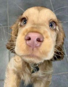 a close up of a dog's face on a tile floor