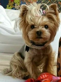 a small dog sitting on top of a bed