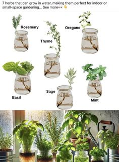 Regrow Green Onions, Herbs Indoors, House Plant Care, Small Space Gardening, Growing Herbs, Green Life, Small Backyard Landscaping, Herb Garden, Small Backyard