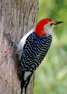 a red - bellied woodpecker perches on the bark of a tree