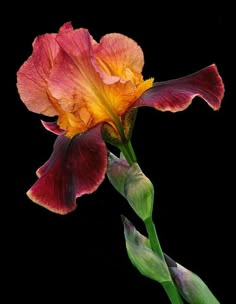 an orange and pink flower with green stems on a black background in the middle of the image