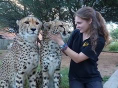 a woman petting two cheetah cubs on the grass