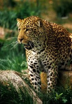 a large leopard standing on top of a lush green field