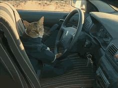 a cat sitting in the driver's seat of a car