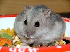 a gray hamster eating food in a red and white bowl