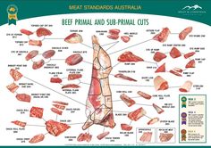 meat standards australia poster showing the beef and sup - primal cuts in various sections