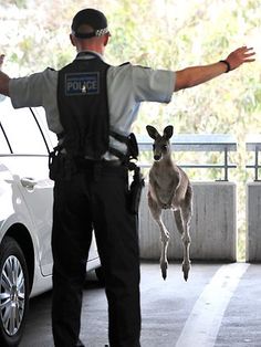 a police officer standing in front of a white car with his arms out and the words roo there, halt above him