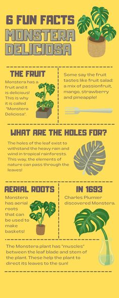 Monstera Plant Fun Facts Infographic Plant Infographic, Plant Communication, Plants Facts, Photoshop Illustration Tutorial, Facts Infographic, Deliciosa Plant, Illustration Tutorial, Social Media Advertising Design, Senior Project