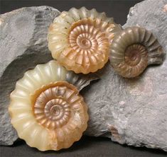 three ammonite shells sitting on top of a rock