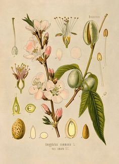 an antique illustration of flowers and leaves on a branch with fruit in the foreground